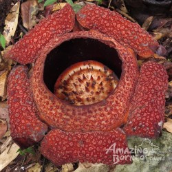 Wonderful Experience with Amazing Borneo – Clear Guidance & Happy Journey!